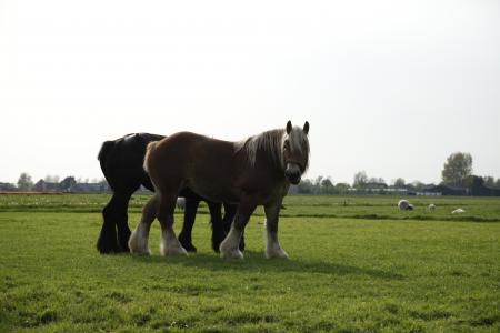 Te koop: Belgisch Trekpaard | Bokt.nl