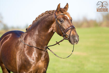 frontriem met swarovski