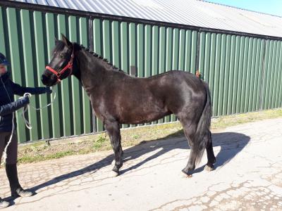 Zwarte pone