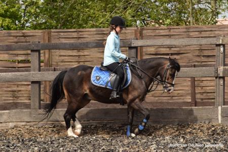 Super B-pony Te Koop - Kinderpony - Sportpony | Bokt.nl