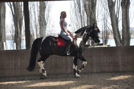 sectie mineraal Ben depressief Super braaf bomproof recreatie paard te koop 1.73 mtr | Bokt.nl