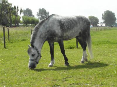 Mooie Welsh B Pony Te Koop | Bokt.nl