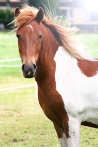 Verleiding Ongemak Geven te koop mijn lieve c pony Winnetou | Bokt.nl