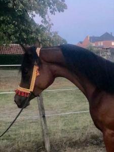 Appal Tante Onmiddellijk Prachtige Arabisch volbloed paard te koop | Bokt.nl