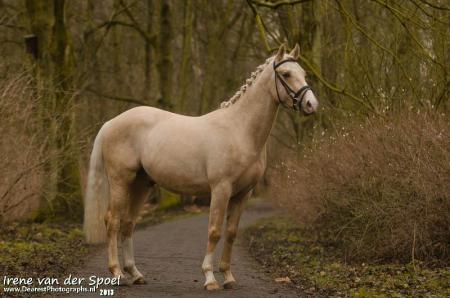 Thespian Tegen de wil in plaats daarvan Prachtige talentvolle palomino E pony te koop | Bokt.nl