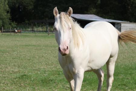 Smokey Cream Dun Quarter Horse jaarling hengst | Bokt.nl