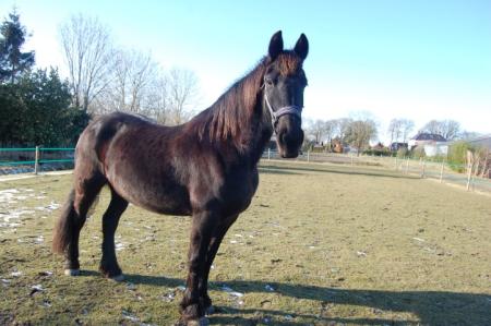 Betrouwbare medium bellen