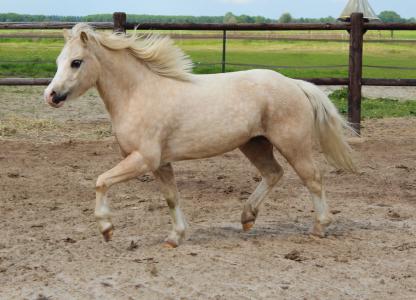 Schitterende Palomino B-pony Te Koop! | Bokt.nl