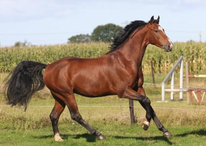 kleuren / anatomie van het paard | Bluehorse.jouwweb.nl