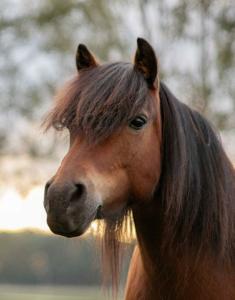 Nieuw Huisje Gezocht: 11 Jarige Allround B Pony | Bokt.nl