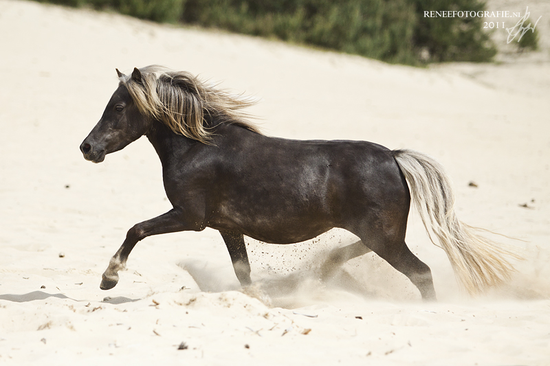 Bestand:Duitse classic pony draf.jpg
