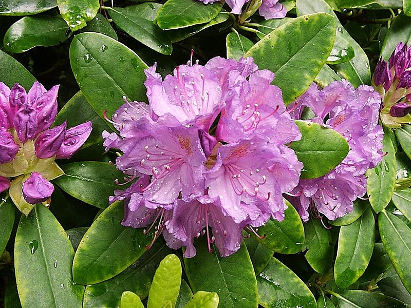 Bestand:Rododendron.jpg