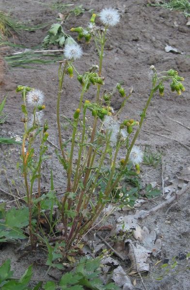 Bestand:Klein kruiskruid plant.jpg