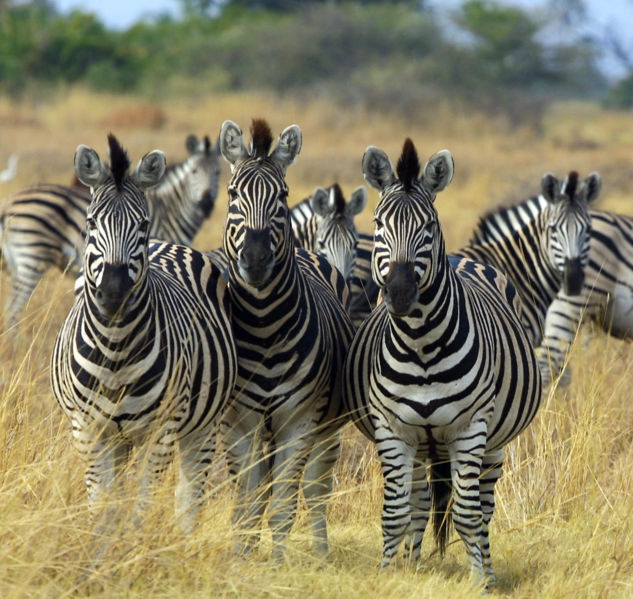 Bestand:Chapman Zebra Botswana.jpg