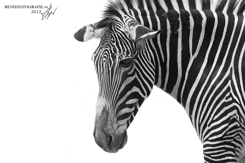 Bestand:Zebra hoofd.jpg