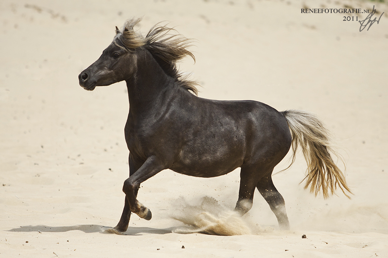 Bestand:Duitse classic pony galop.jpg