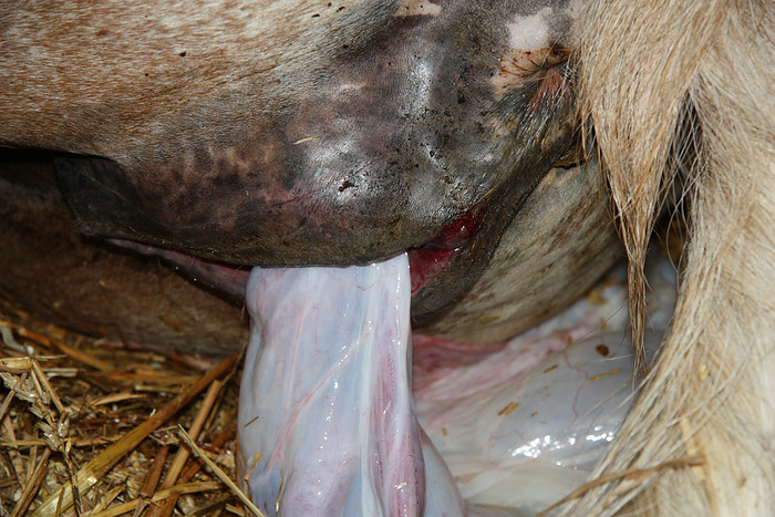 Bestand:Uitgescheurd vulva.jpg