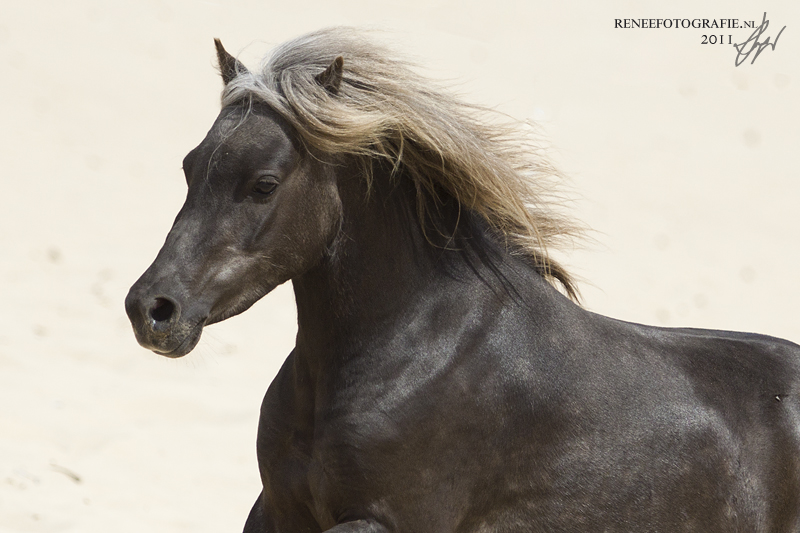 Bestand:Duitse classic pony hoofd.jpg