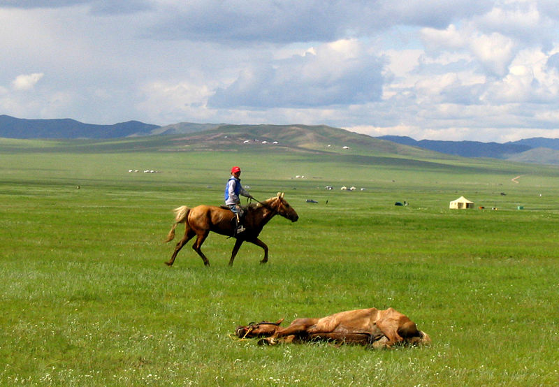 Bestand:Nadaam Mongoolse pony.jpg