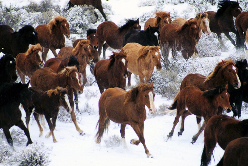 Bestand:Mustangs winter.jpg