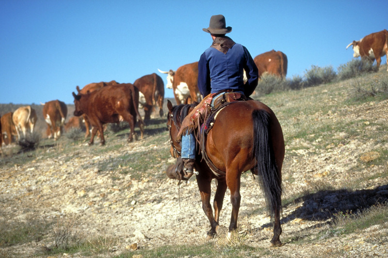Bestand:Cowboys3.jpg