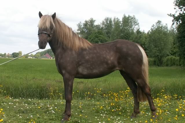 Bestand:Duitse classic pony standfoto.jpg