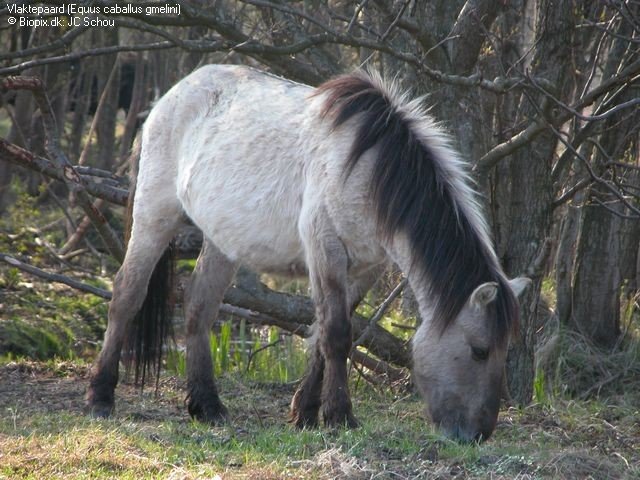 Bestand:Equus caballus gmelini.jpg