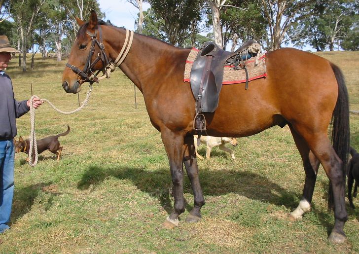 Bestand:Australian Stock Horse.jpg