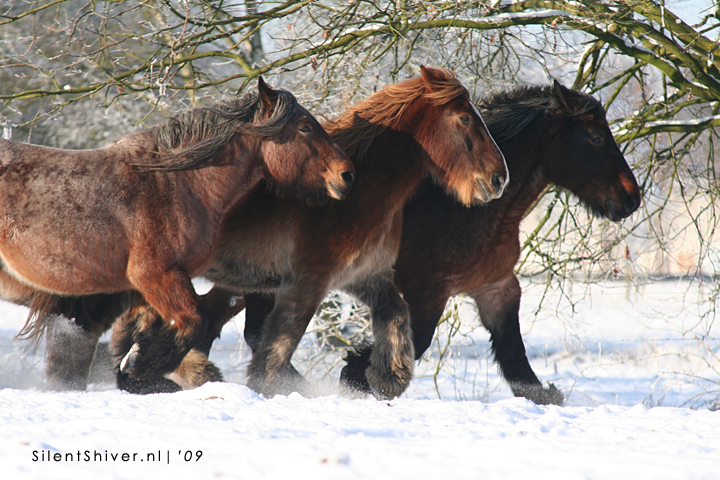 Bestand:BelgischeTrekpaarden sneeuw.jpg