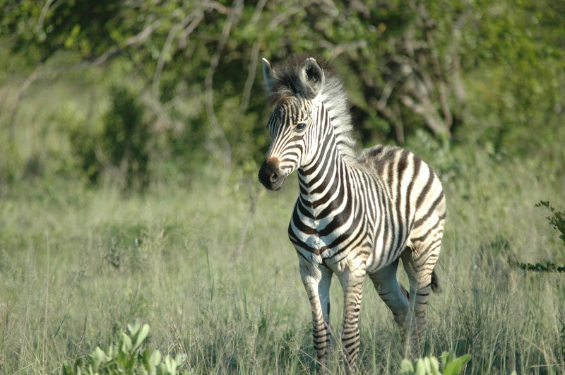 Bestand:Zebra veulen.jpg
