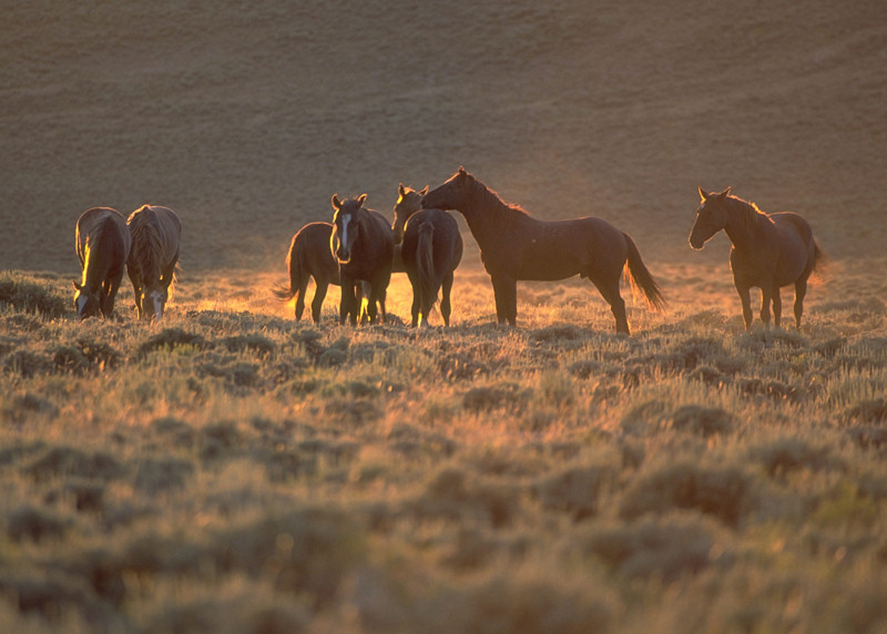 Bestand:Mustangs avondlicht.jpg