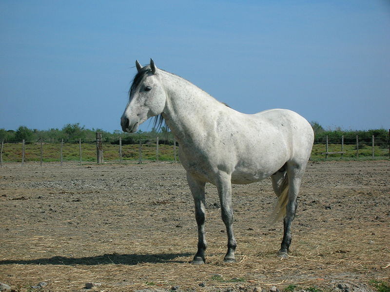 Bestand:Camargue paard.jpg