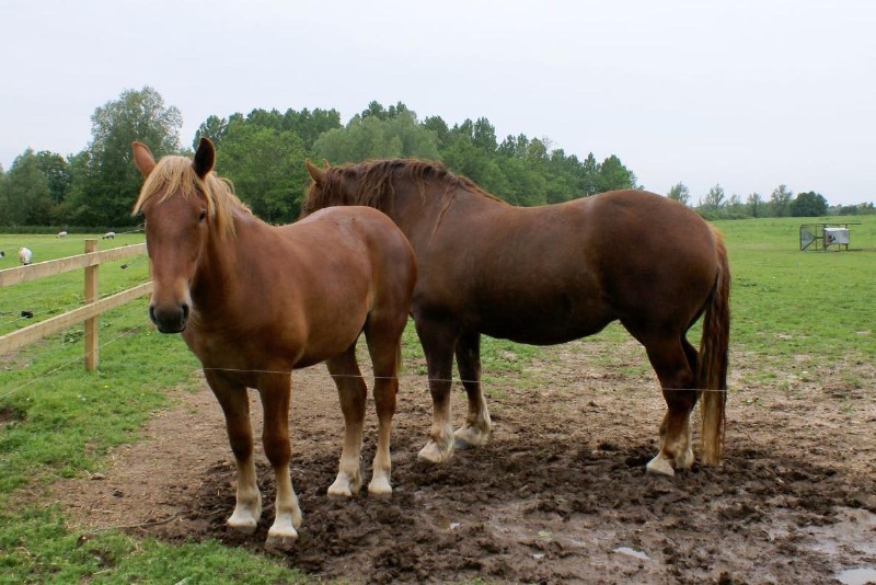 Bestand:Suffolk Punch Horses.jpg