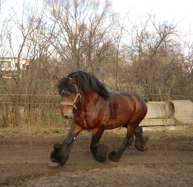 Bestand:Bruin Belgisch Trekpaard indraf.jpg