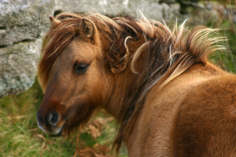 Bestand:Pony.jpg