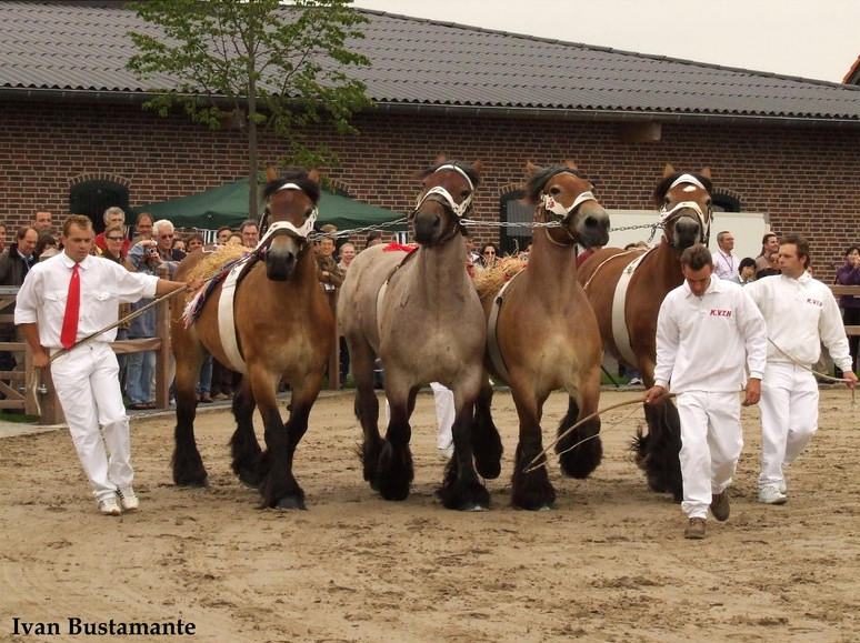 Bestand:Nederlands trekpaard show.jpg