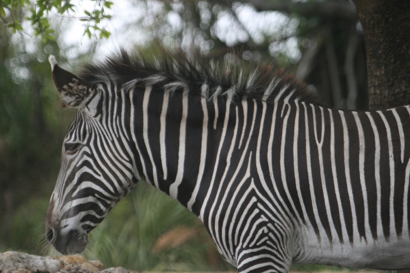 Bestand:Grevy Zebra Miami.jpg
