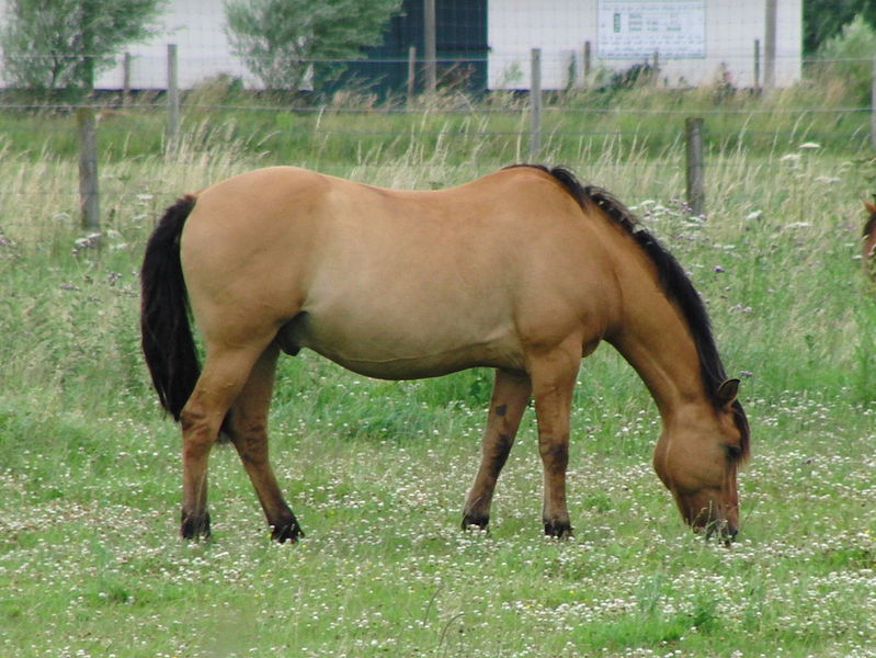 Bestand:Henson paard wei.jpg