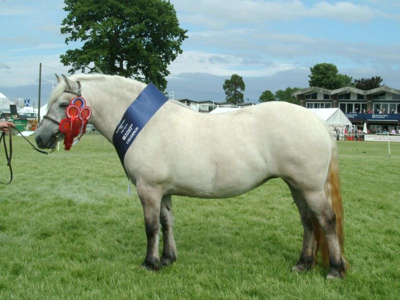 Bestand:Highland pony.jpg
