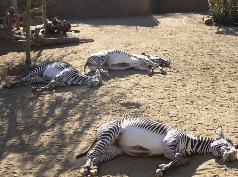 Bestand:Grevy Zebra buik.jpg