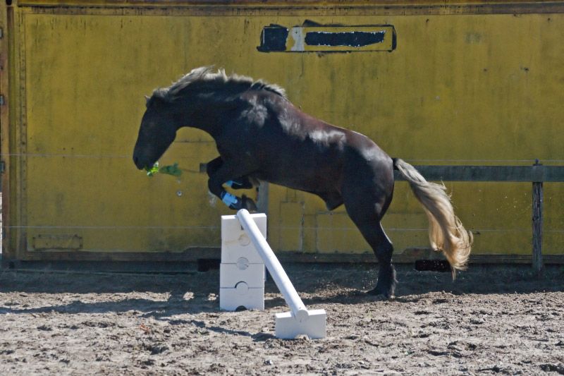 Bestand:Highland pony springen.jpg