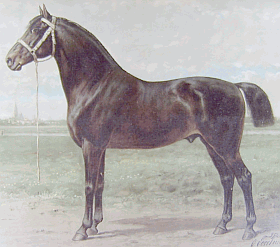 Bestand:Oost-Fries Paard Lithografie 1898.png