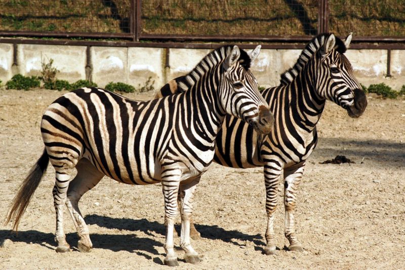 Bestand:Chapman Zebra ZooBratislava1.jpg