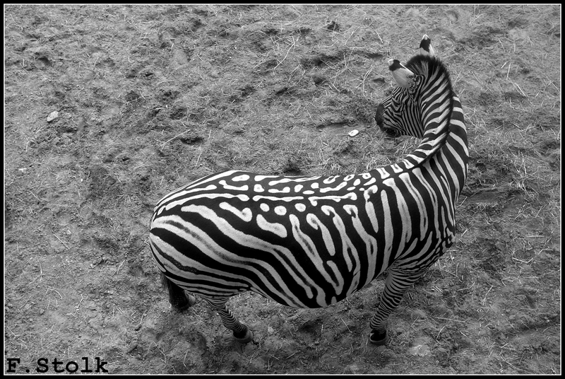 Bestand:Zebra-bovenaanzicht.jpg