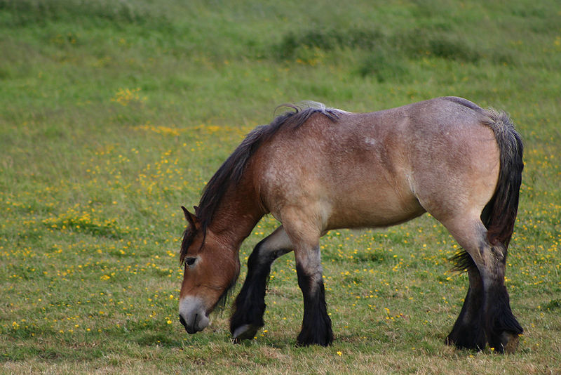 Bestand:Belgisch trekpaard.jpg