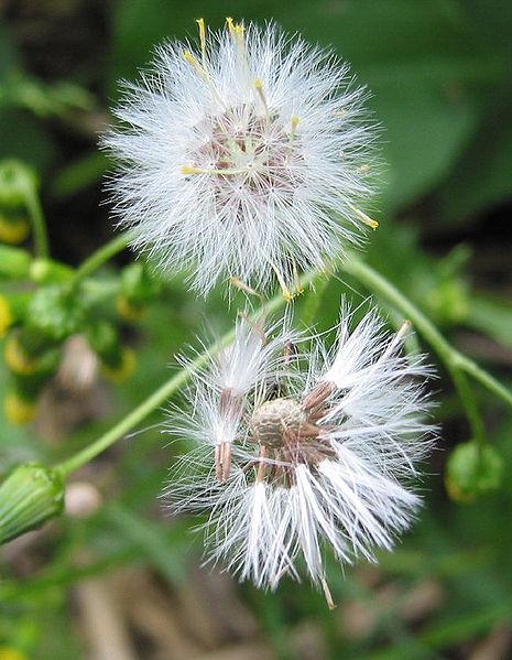 Bestand:Klein kruiskruid bloem.jpg