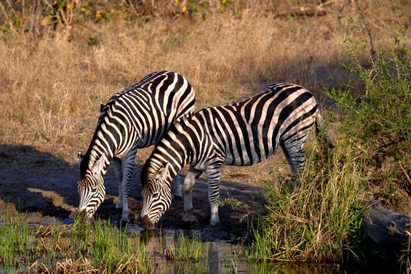 Bestand:Chapman Zebra Zuid-Afrika.jpg