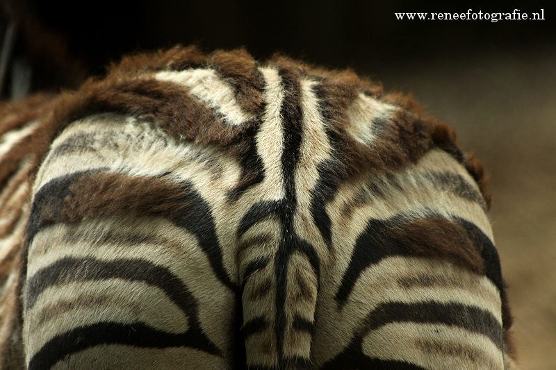 Bestand:Verharende Zebra.jpg