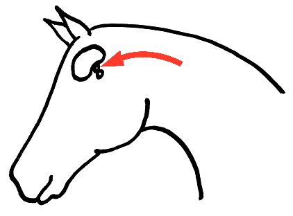 Bestand:Hypothalamus paard.jpeg