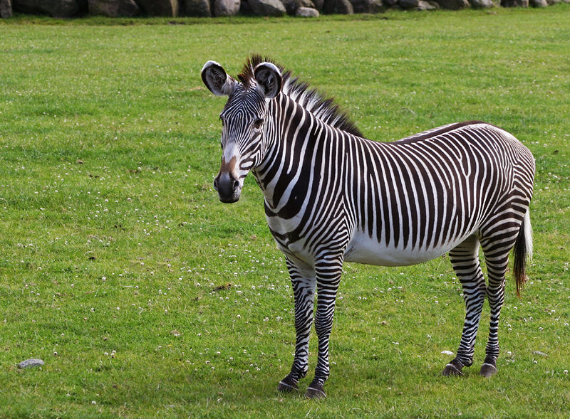 Bestand:Grevy zebra.jpg